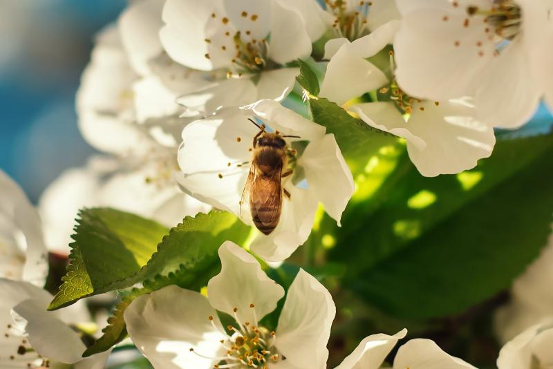 SDG 15 - De verborgen biodiversiteit om ons heen